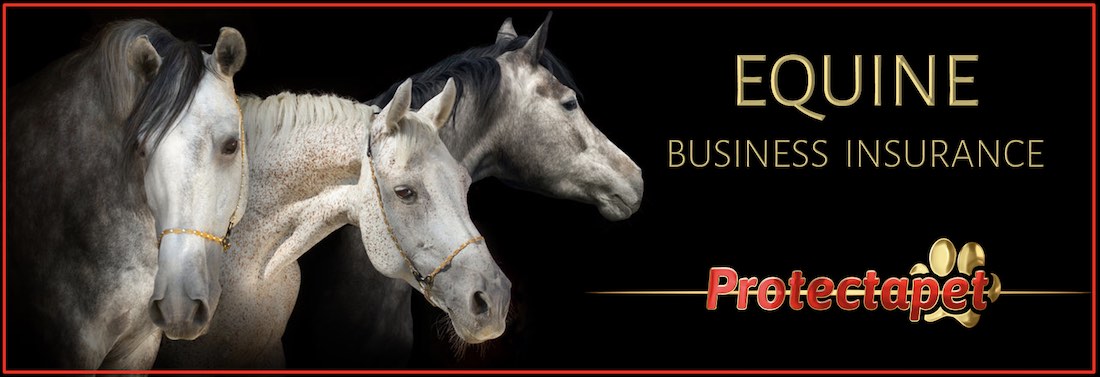Three Grey horses advertising Protectapet´s Equine Business Insurance
